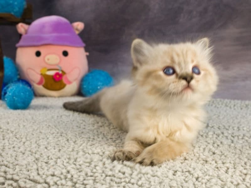 Royal Blue Eyes Ragdolls - Ragdoll | Petmeetly