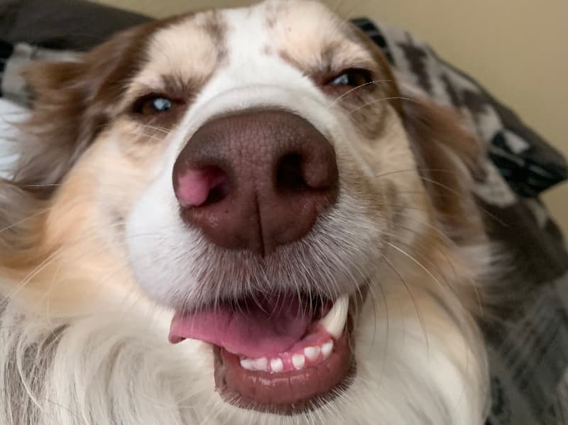 Australian Shepherd 3 years 7 months old male medium named Bourbon for breeding in Hays County, Texas | Petmeetly
