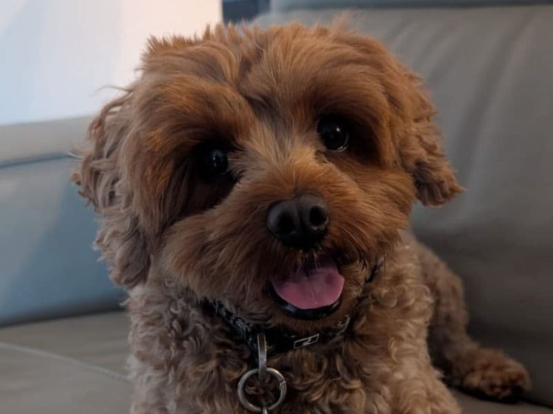 Cavoodle 3 years 1 month old male small named Dusty for breeding in City of Joondalup, Western Australia | Petmeetly
