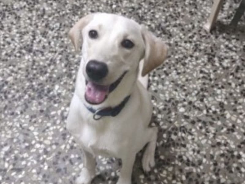 Labrador Retriever 4 years old male large named Rocky for breeding in Chennai, Tamil Nadu | Petmeetly