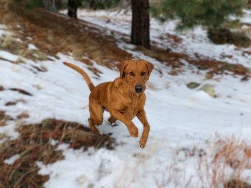Fox Red Labrador 4 years 10 months old male large named Finn for breeding in Ventura County, California | Petmeetly