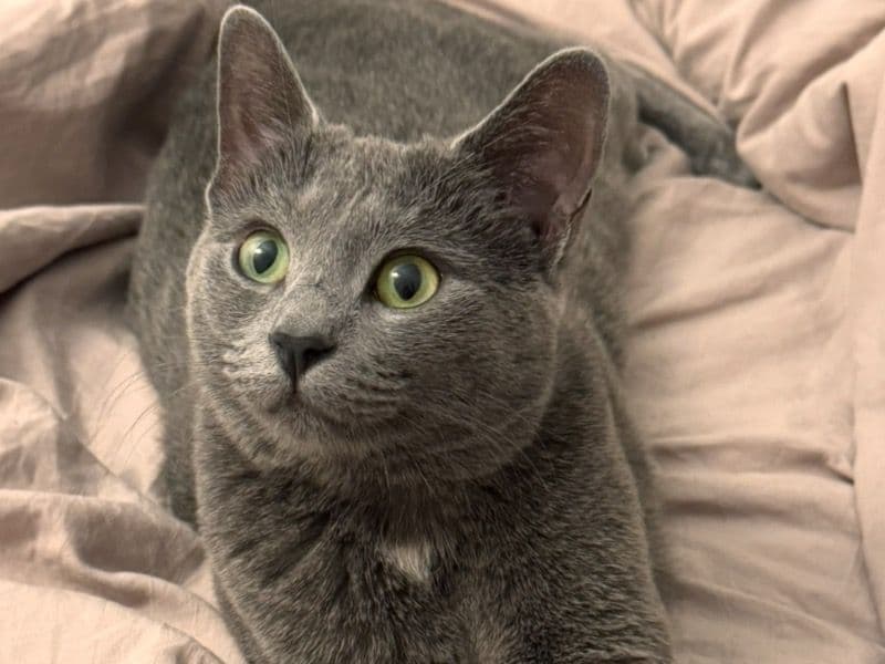 Luna primary photo