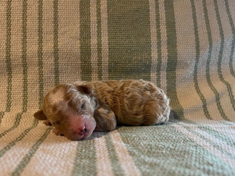 Miniature Poodle Less than 1 month old male small named Cove for sale in Clarke County, Mississippi | Petmeetly