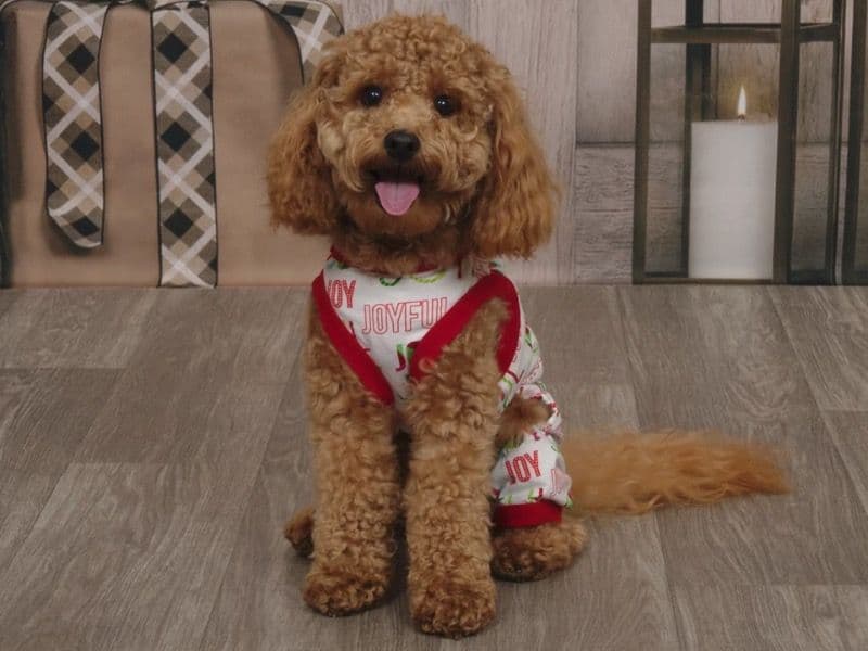 Milo primary photo