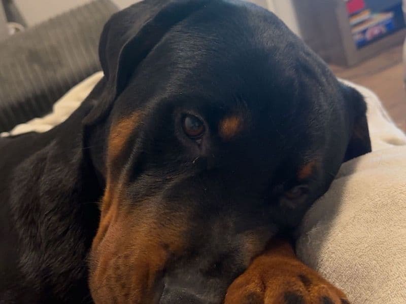 Rottweiler 2 years 9 months old male extra large named Rex for breeding in Derby, England | Petmeetly