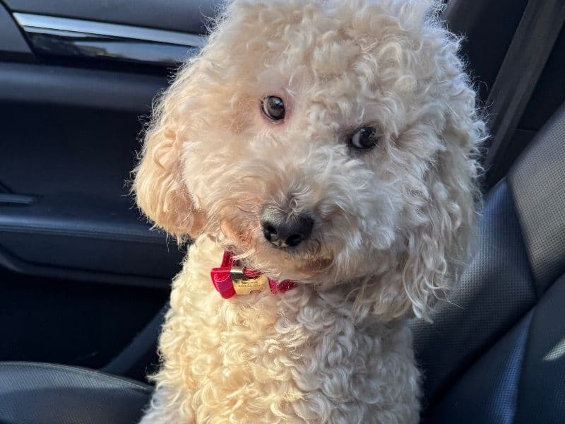 Cockapoo 2 years 5 months old male medium named August for breeding in Collin County, Texas | Petmeetly