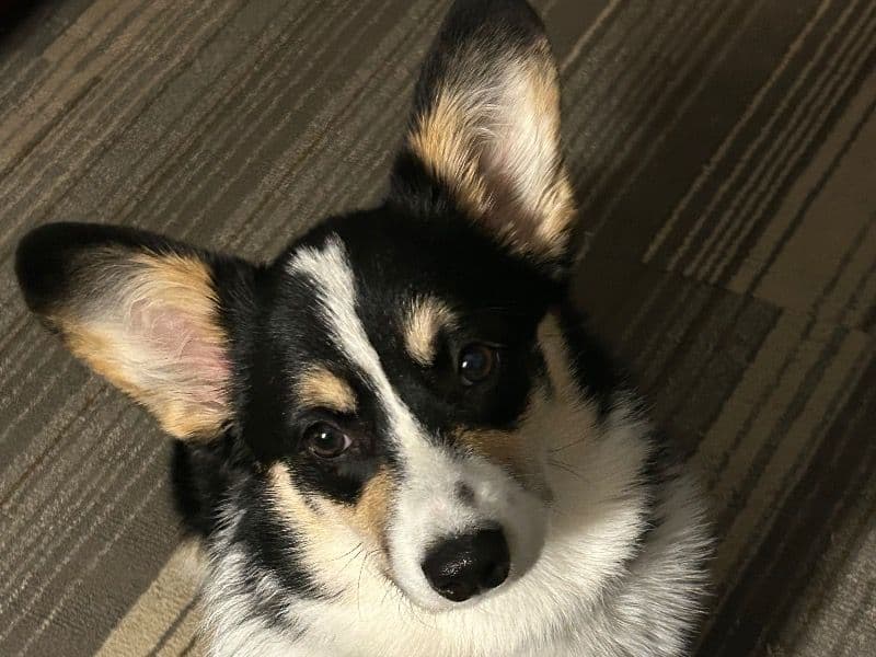 Corgi 2 years 5 months old female medium named Evie for breeding in Warrenton, Virginia | Petmeetly