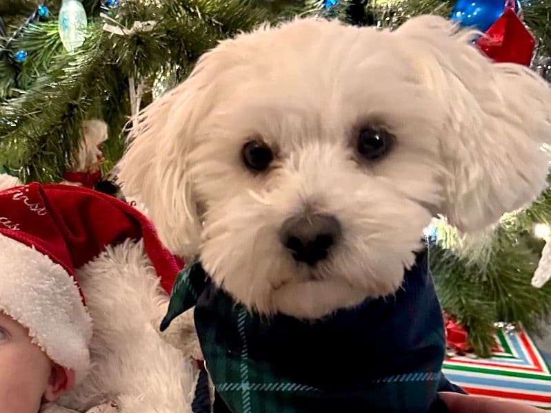 Malshipoo 5 years 1 month old male small named Maverick for breeding in St. Louis County, Minnesota | Petmeetly