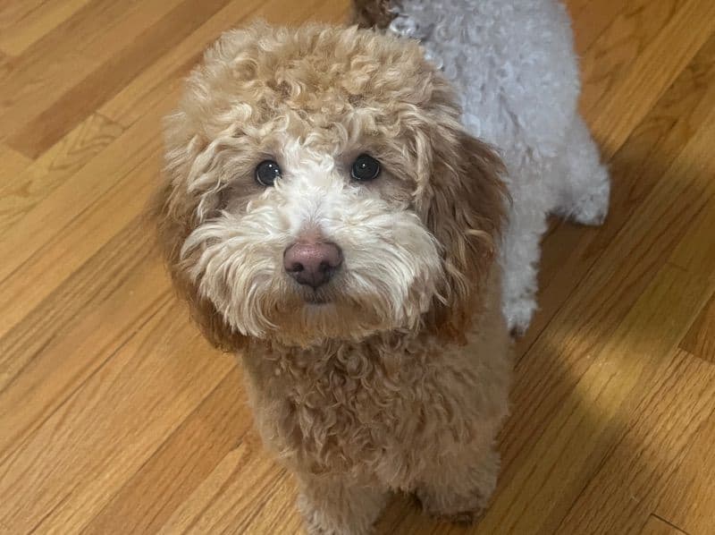 Oscar primary photo