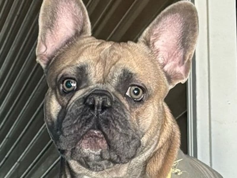 Tyson primary photo