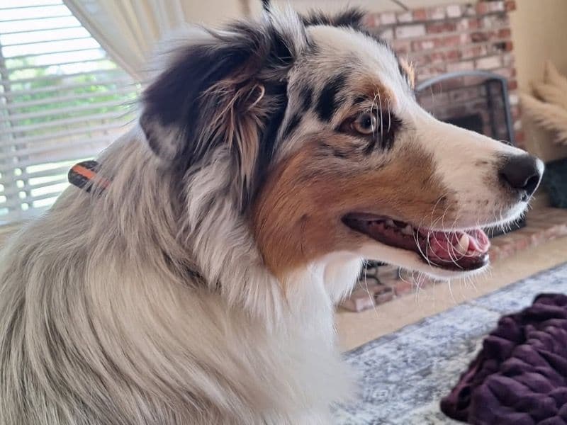 Australian Shepherd 1 year 4 months old male large named Flynn for breeding in Tulare County, California | Petmeetly