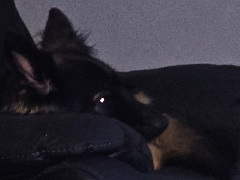 German Shepherd 2 years 9 months old female medium named Shadow for breeding in Greater Manchester, England | Petmeetly