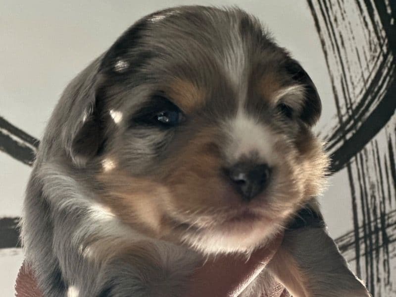 Miniature Australian Shepherd 1 month old male small named Blue1 for sale in Riverside County, California | Petmeetly