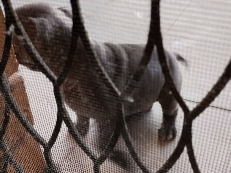 Cane Corso 6 months old female large named Pebbles for sale in Brimbank City, Victoria | Petmeetly