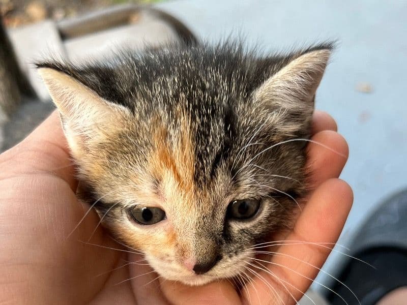 Domestic Shorthair 1 month old female named Angel for sale in Orange County, Florida | Petmeetly