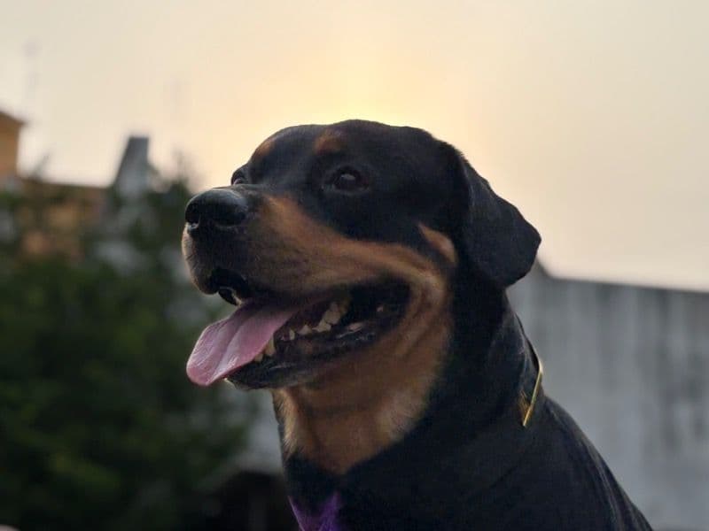 German Rottweiler 5 years 7 months old male large named Baira for breeding in Puducherry, Puducherry | Petmeetly