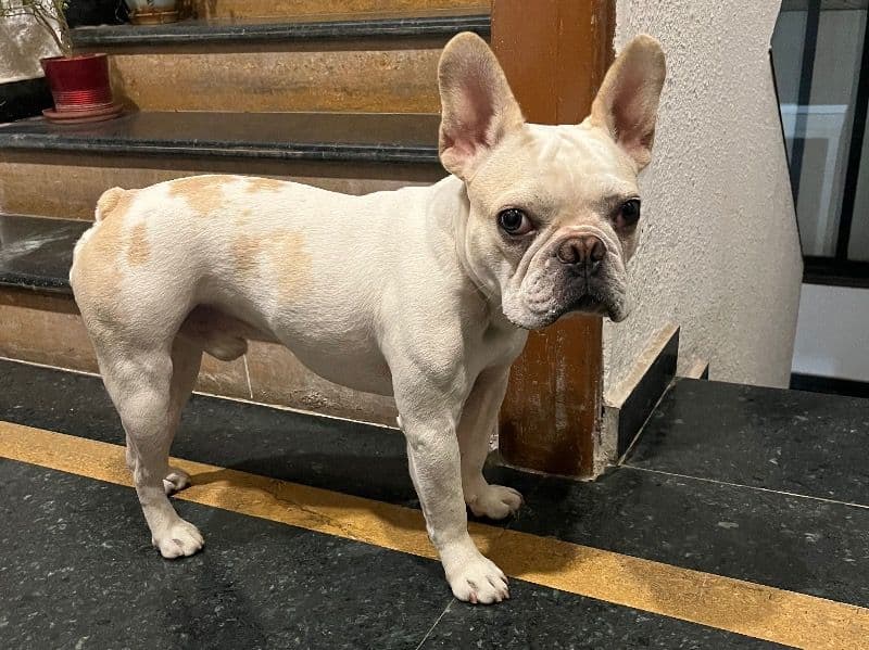 Odin primary photo