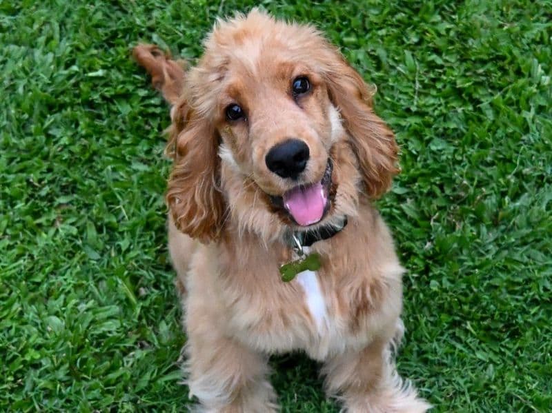 Remi primary photo