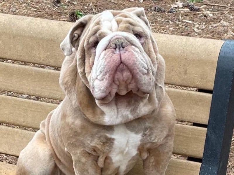 Bulldog 5 years old male large named “bruno” for breeding in Greenwood County, South Carolina | Petmeetly