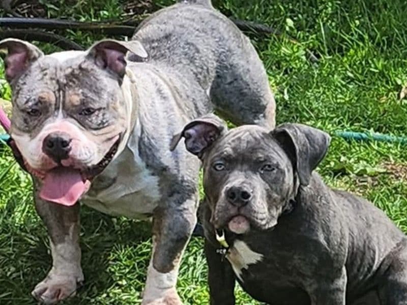 American Bully 2 years 8 months old male medium named Magic for breeding in King County, Washington | Petmeetly