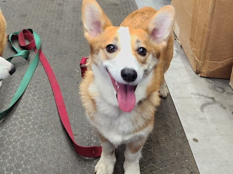 Corgi 2 years 4 months old female small named Nova for breeding in Cuyahoga County, Ohio | Petmeetly