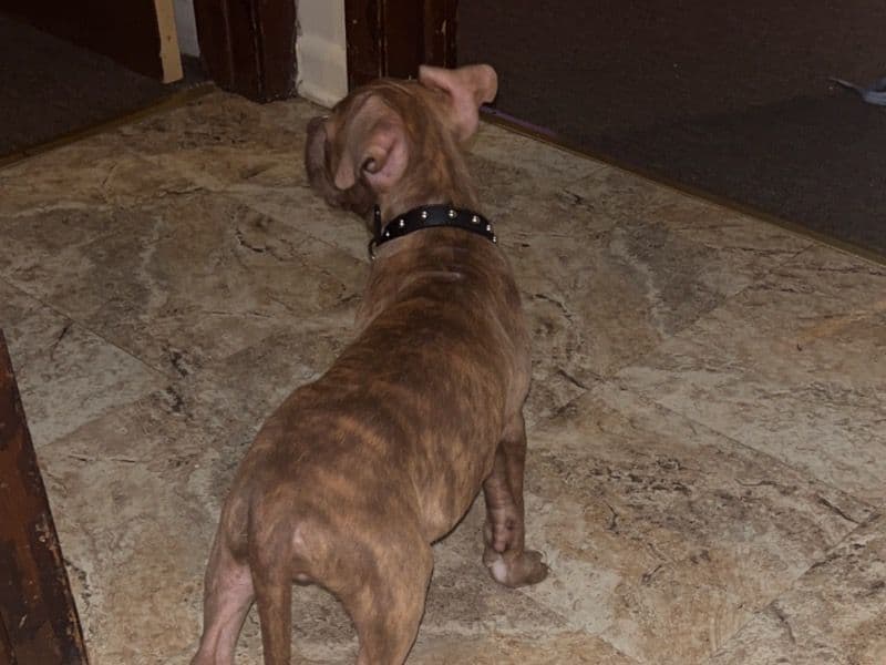 American PitBull Terrier 2 months old male small named Poppa for adoption in Cook County, Illinois | Petmeetly