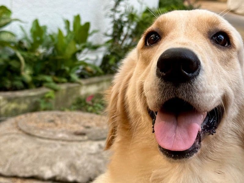 Golden Retriever 2 years 10 months old female medium named Tia for breeding in Chennai, Tamil Nadu | Petmeetly