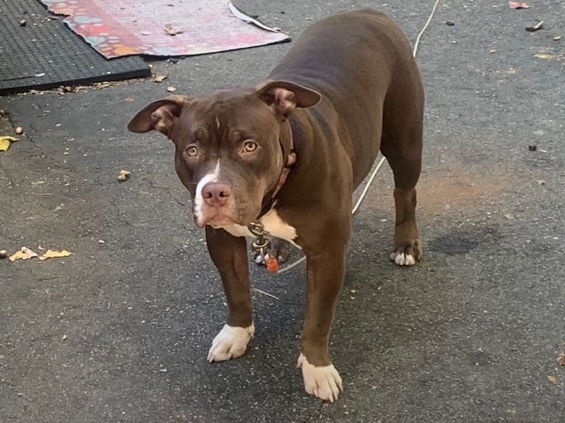 American Bully 3 years 1 month old female medium named Coco for breeding in Hartford County, Connecticut | Petmeetly