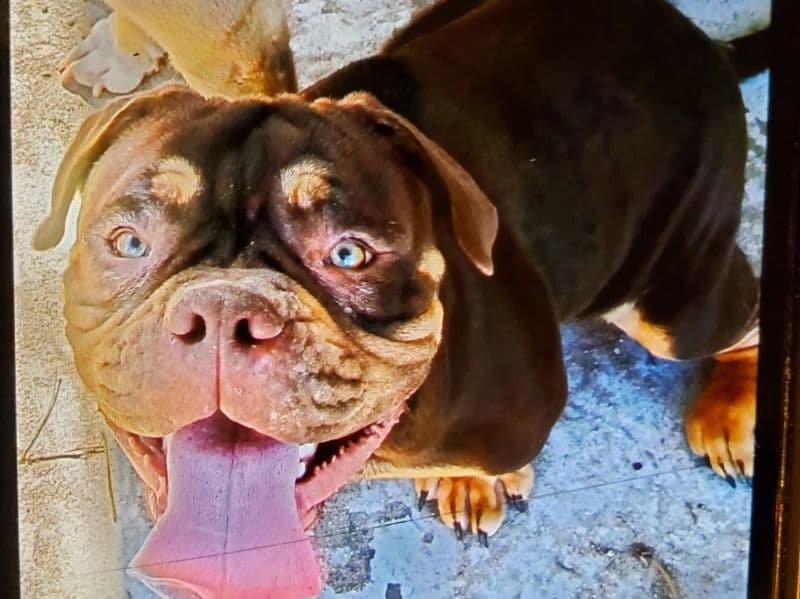 American Bully 10 months old male medium named Big Boy for sale in Richmond County, Georgia | Petmeetly