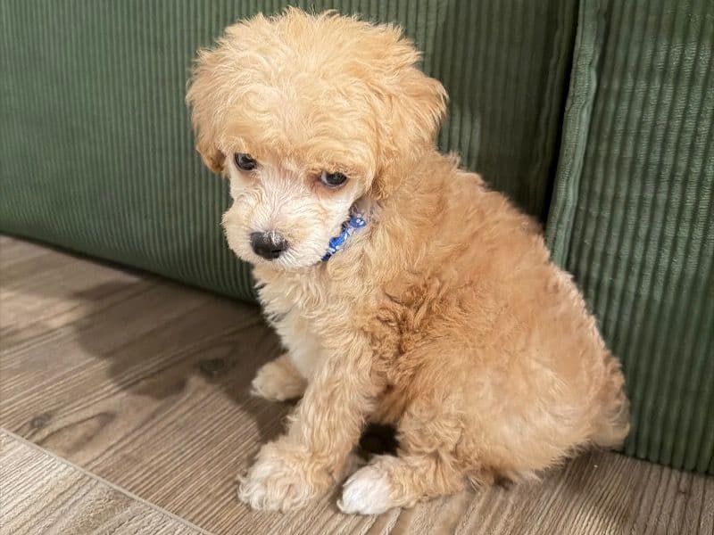 Toy Poodle 1 month old male small named Koda for adoption in Wake County, North Carolina | Petmeetly