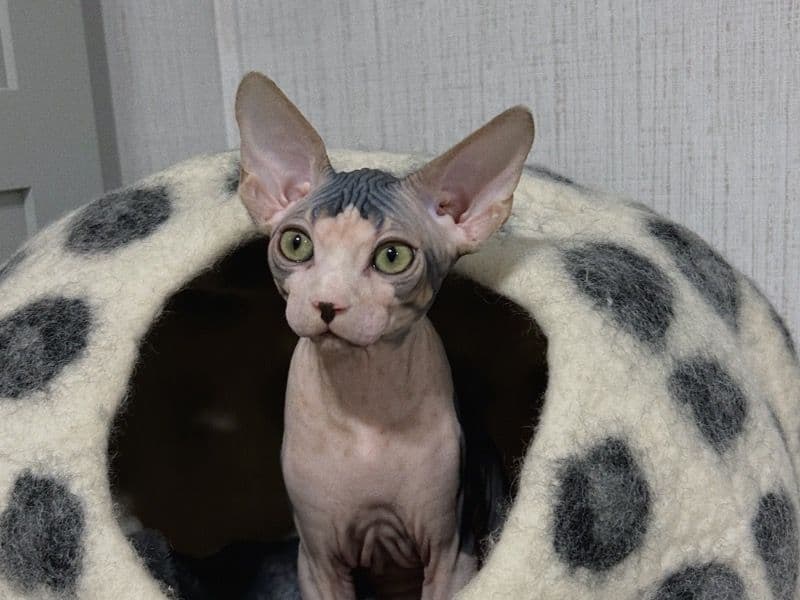 Canadian Spynx 1 year 7 months old female named Marusya for breeding in Sacramento County, California | Petmeetly