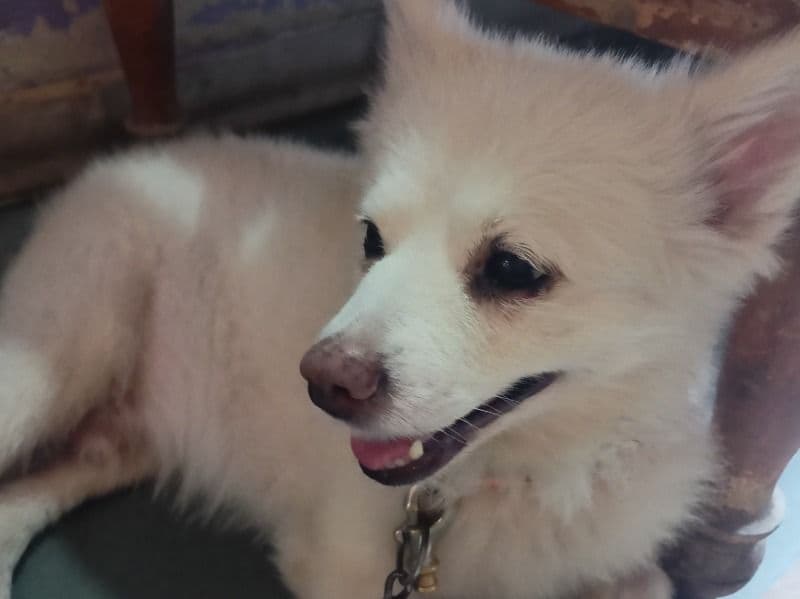 Pomeranian 7 years 5 months old male small named Jarvis for breeding in Indore Division, Madhya Pradesh | Petmeetly