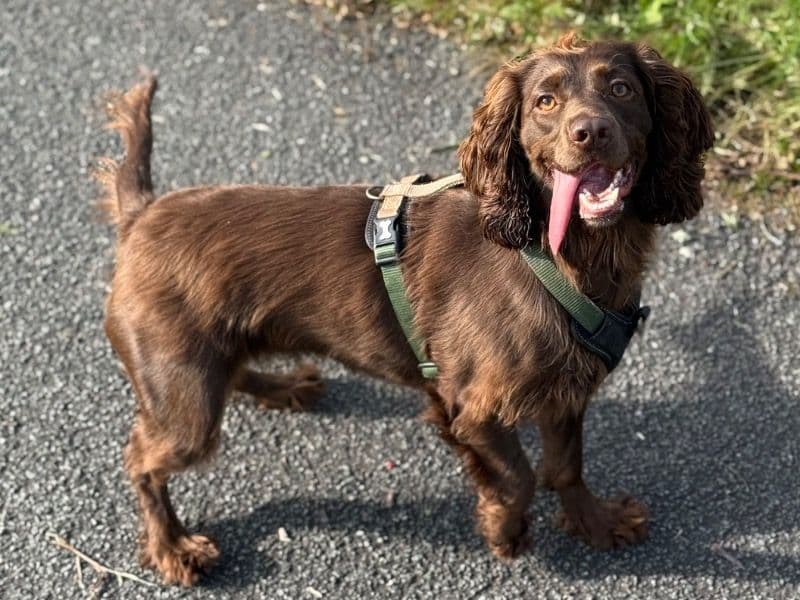 Cocker Spaniel 3 years old female medium named Darcy for breeding in Conwy Principal Area, Wales | Petmeetly