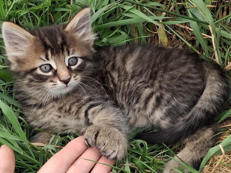 Ash - Maine Coon | Petmeetly