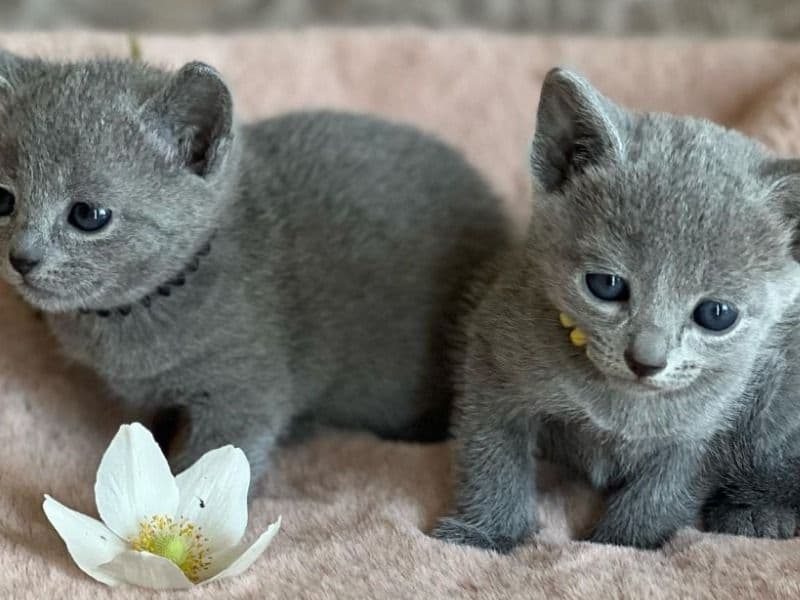 American Curl 2 months old male named Russian Blue Kitten for sale in Los Angeles County, California | Petmeetly