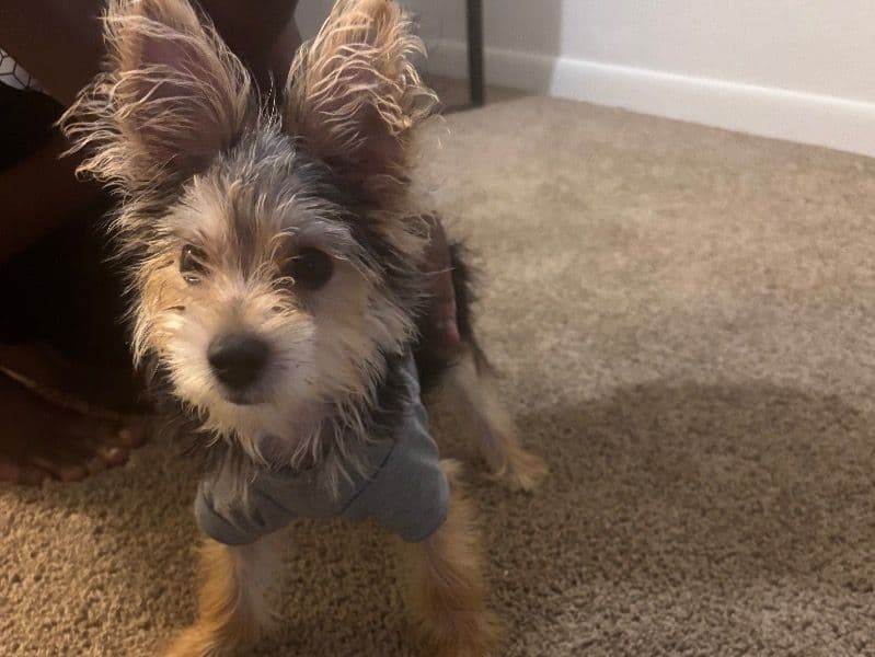 Yorkie Russell 10 months old male small named Smokey Terrier for sale in Norfolk, Virginia | Petmeetly