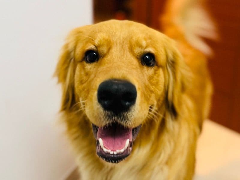 Stella primary photo