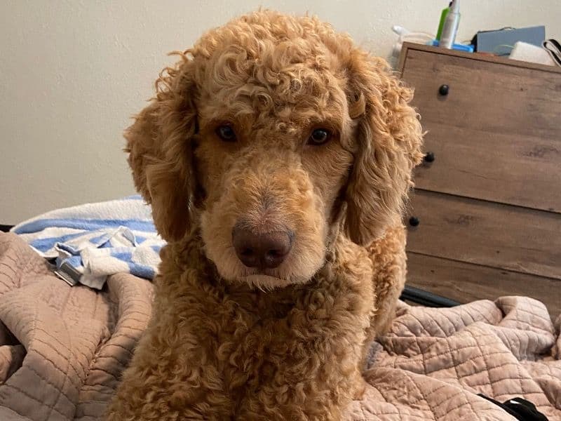 Poodle 3 years 8 months old male large named Max for breeding in Prince George's County, Maryland | Petmeetly