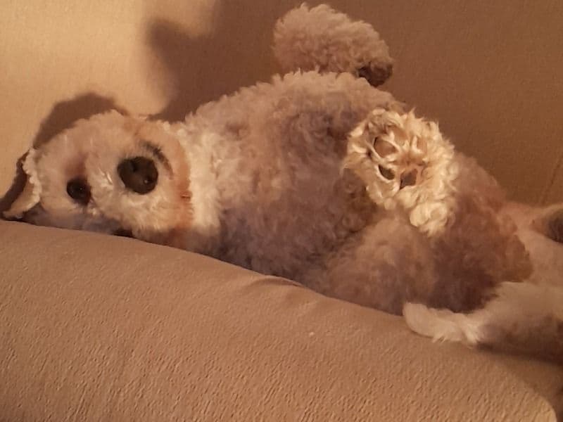 Scampy primary photo