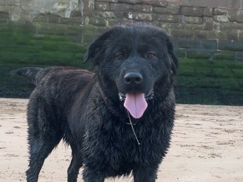 Caucasian Shepherd Dog 1 year 5 months old female large named Shadow for breeding in Merseyside, England | Petmeetly