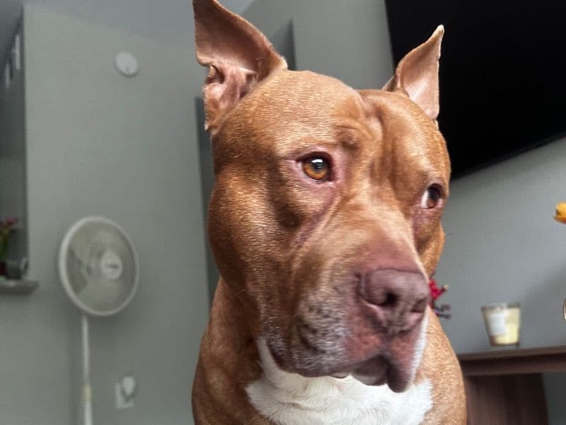 Jasper primary photo