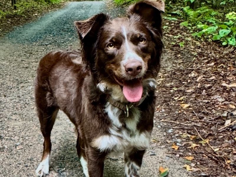 Australian Shepherd 2 years 1 month old female medium named Willow for breeding in Regional Municipality of Durham, Ontario | Petmeetly