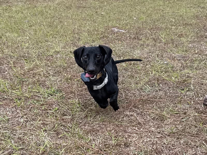 Miniature Dachshund 10 months old female small named Onyx for breeding in Duval County, Florida | Petmeetly