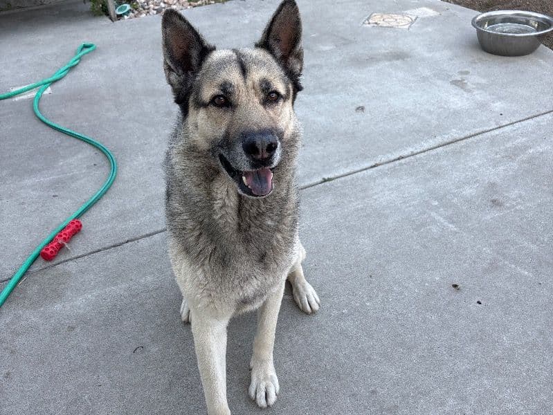 German Shepherd Husky 6 years 2 months old male large named Dino for breeding in Alameda County, California | Petmeetly