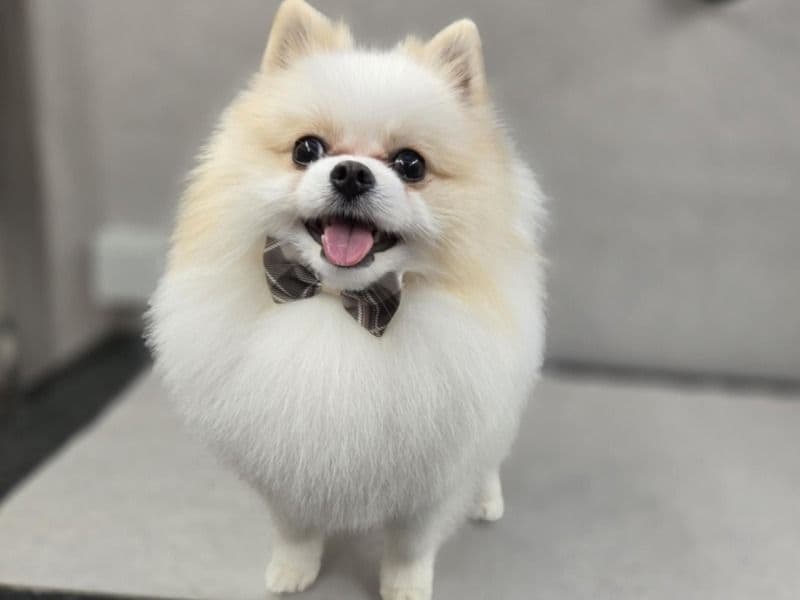 Pomeranian 2 years old male small named Felus for breeding in Lincolnshire, Anglia | Petmeetly