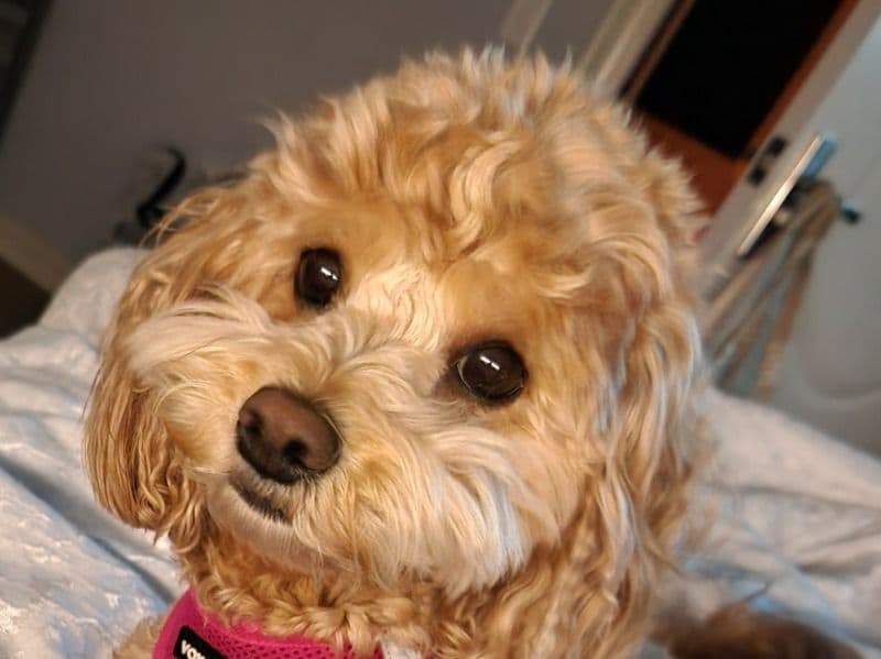 Ginger primary photo