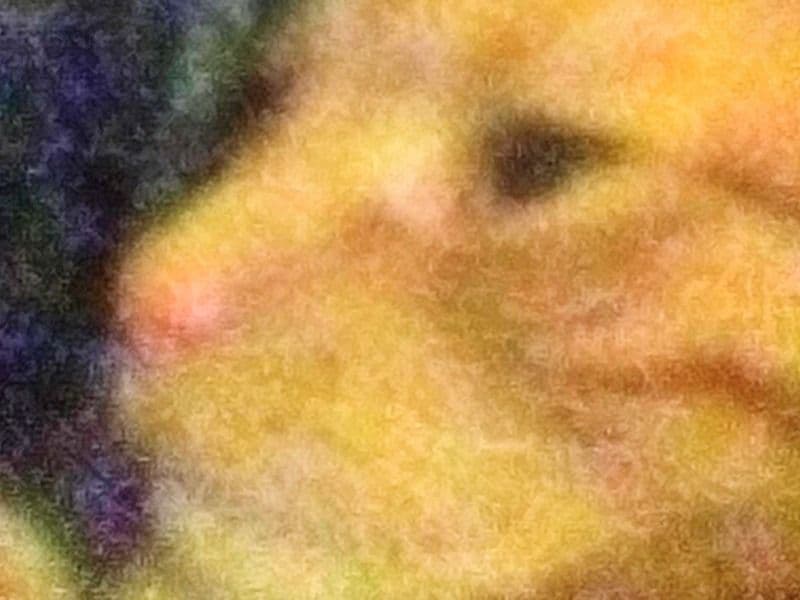 American Curl 7 years 5 months old female named Ginger Kitten for sale in Denver County, Colorado | Petmeetly