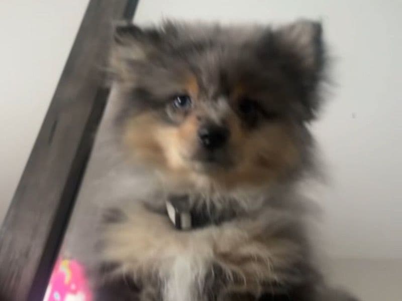 Pomeranian 1 year old male small named Leo for breeding in Hampton, Virginia | Petmeetly