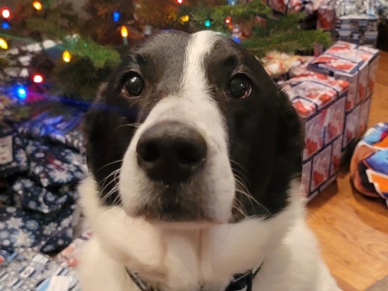 Diesel primary photo