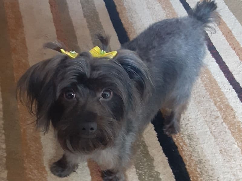 Sookie primary photo